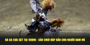 Đá Gà Cựa Sắt Tại 18win - Sân Chơi Hấp Dẫn Cho Người Đam Mê